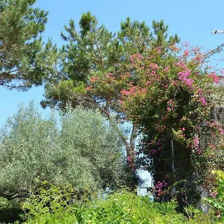 Mimosa Gialla, *